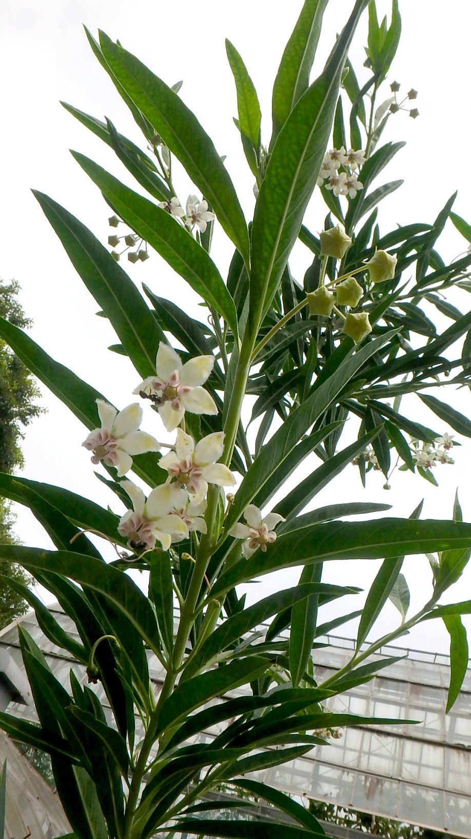 珍しい花と目立たない花 半田山植物園 楽天版じぶん更新日記 楽天ブログ