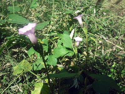 芋根の星朝顔