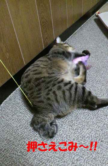 20140226押さえこみ.jpg