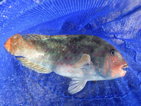 串本磯採集2017年8月中旬38　ブダイ（Calotomus japonicus）