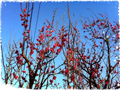 公園の紅梅