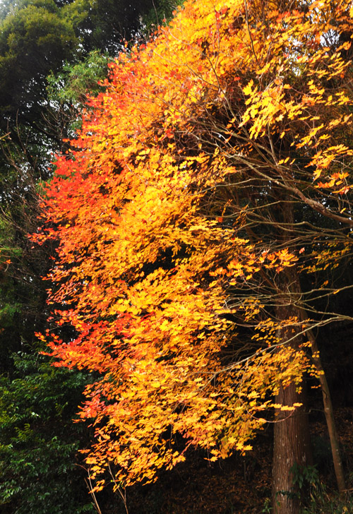 紅葉2