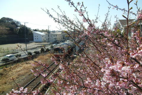 河津桜