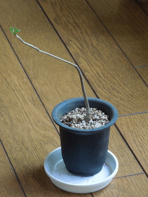 ギロカルプス5-28