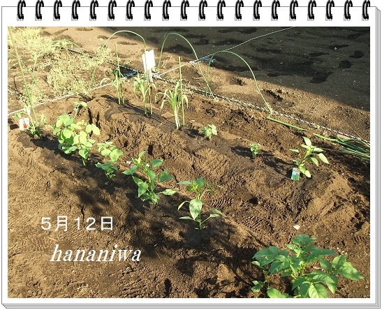 野菜の植え付け１２０５１２.JPG