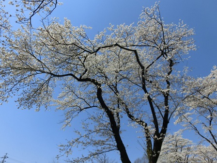 千本桜