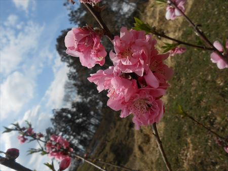 里山公園　ハナモモ