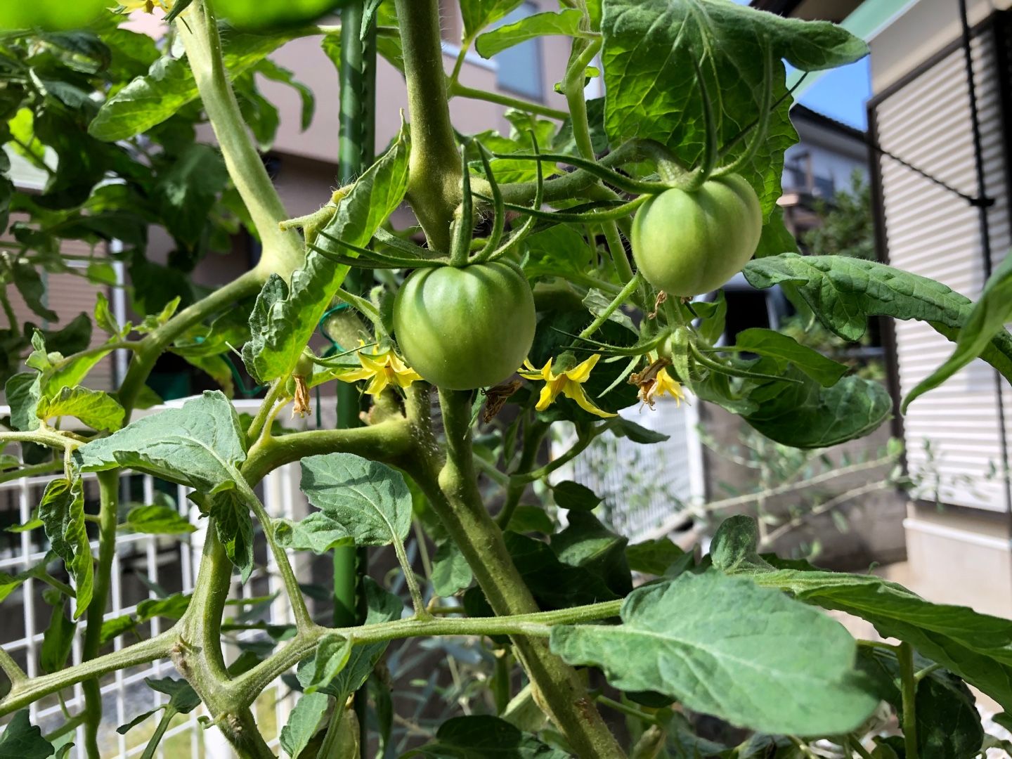 イモムシくんその後 ふぇり素かとぅ素さぴえんす 楽天ブログ