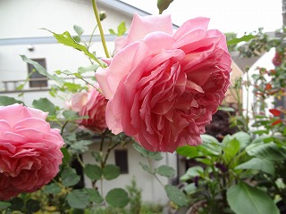 DSC01141.jpg