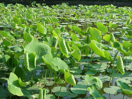 2014.05.31鶴岡八幡宮9.jpg