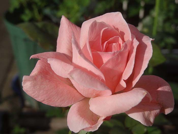 「クィーン・エリザベス」2018年のバラまとめNO.71＠実生苗5枚目の新葉＠堆肥でバラ庭 | バラの美と香りを求めて - 楽天ブログ