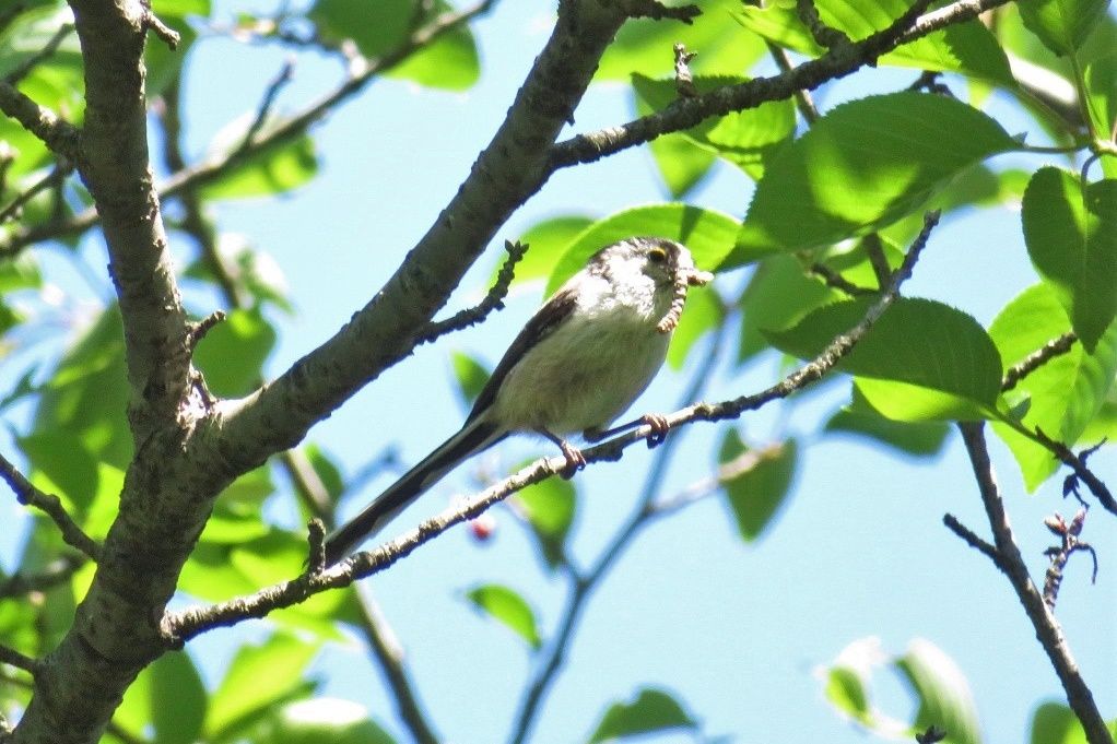 鳥 エナガ幼鳥 セグロセキレイ親子 ホオジロ 大分金太郎の花鳥蝶月 楽天ブログ