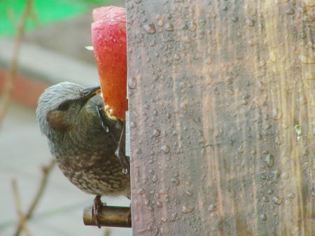 2017-04-22hiyo2 (2).JPG