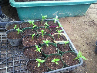 2012033116530001.jpg