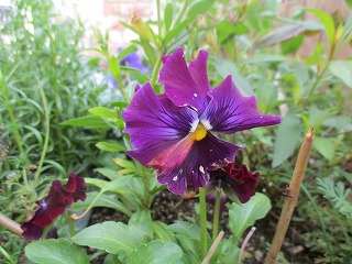 IMG_6058ss.jpg