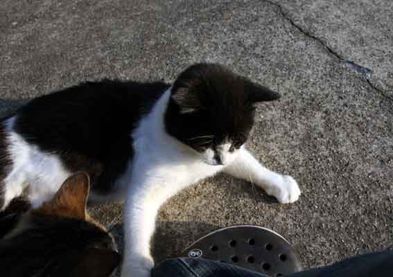 我が家のニャンコ♪2013/12/5-2