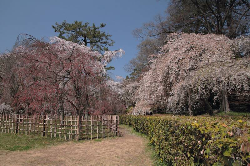 近衛邸跡糸桜_003.jpg