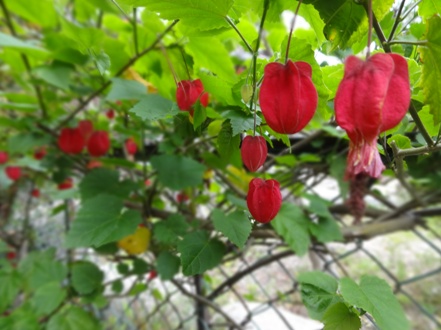 DSC00585.jpg