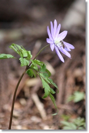 樹木公園-8 キクザキイチゲ-1 14.4.2