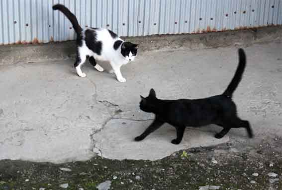 我が家のニャンコ♪2015/9/21-2