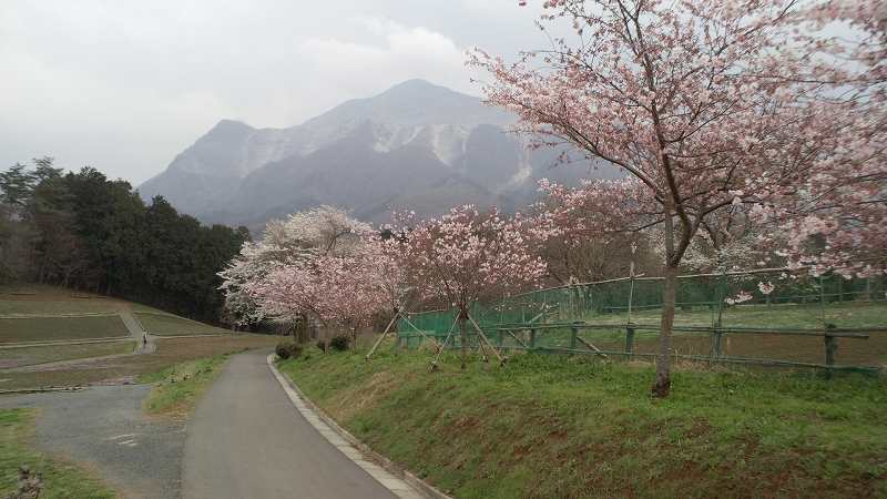 芝桜の丘の桜。