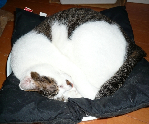 20120421ｷﾗ.jpg