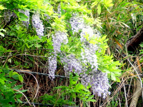 藤の花