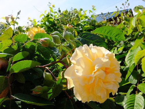 折れた花首 は 戻るか 薔薇と果物と猫と絵 楽天ブログ