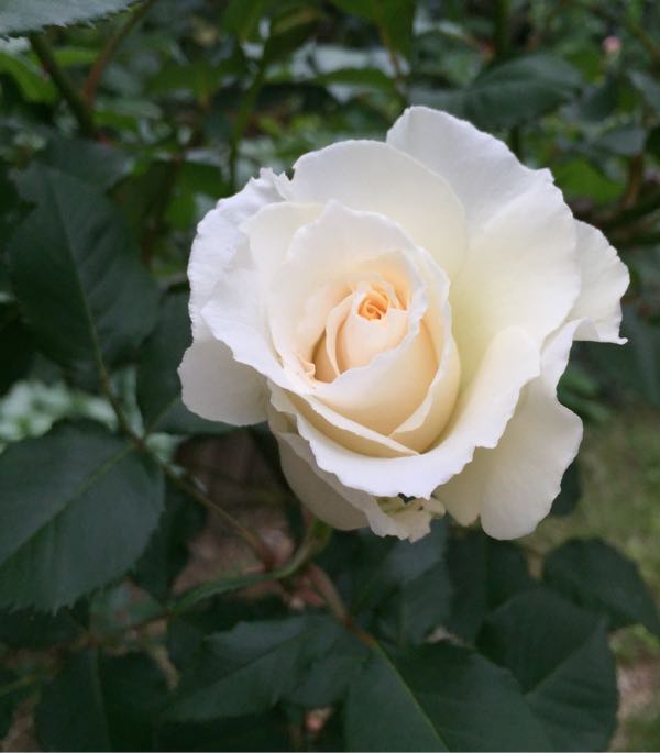 rblog-20180502175649-08.jpg