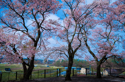 桜160424-4