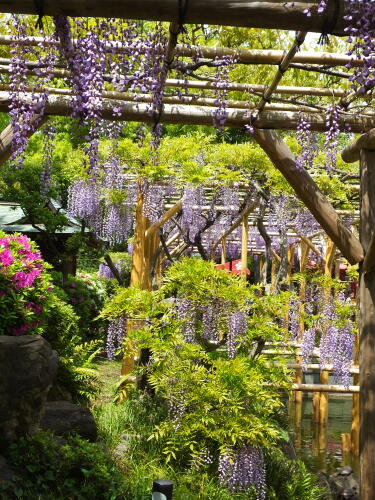 亀戸天神社の藤