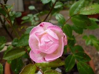 P1180494ss.jpg