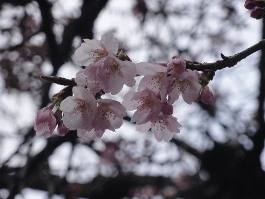 早咲き桜２.jpg