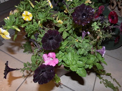 DSCF1716.jpg