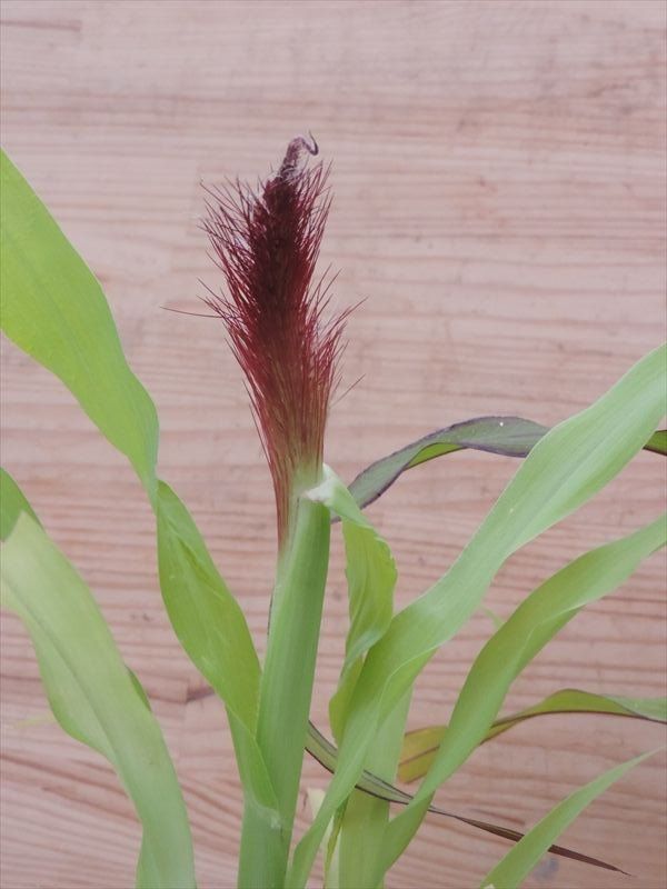 ミレット 田舎の花屋日記 楽天ブログ