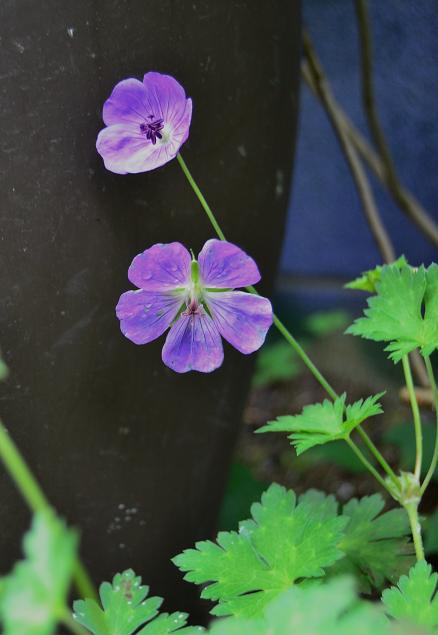 DSC_0793.JPG