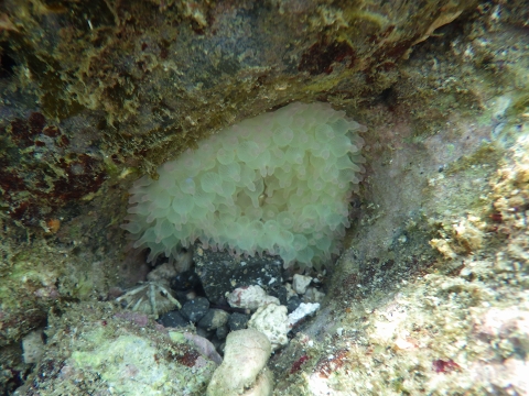 串本磯採集2016年10月上旬5　サンゴイソギンチャク（Entacmaea actinostoloides）