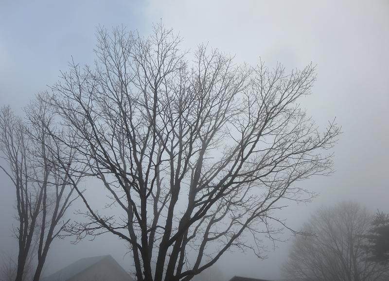 霧.JPG