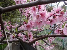 20150418桃の花.jpg