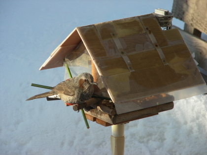 2017-03-13hiyo (1).JPG