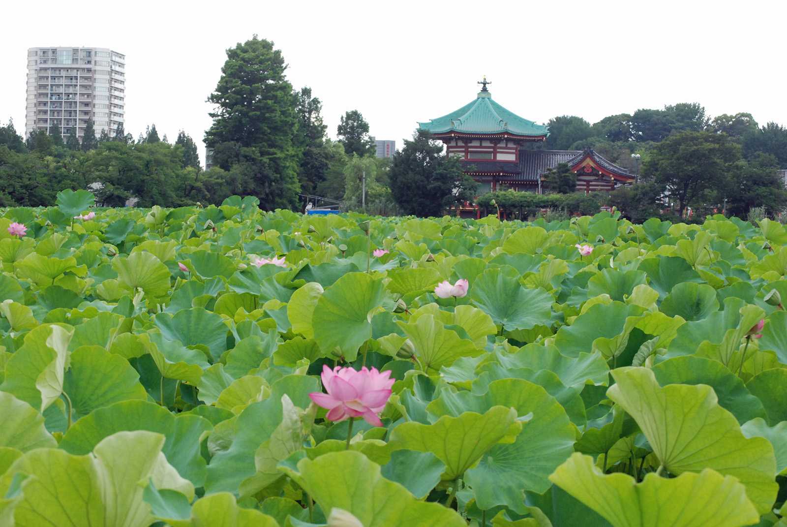 街角スケッチ 上野不忍池の蓮の花が見頃です みゃあみゃあのトーク トーク 楽天ブログ