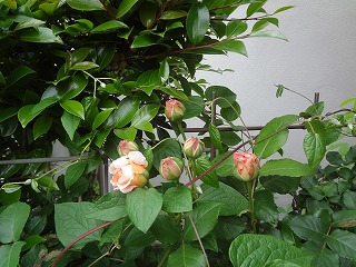 DSC05152.jpg