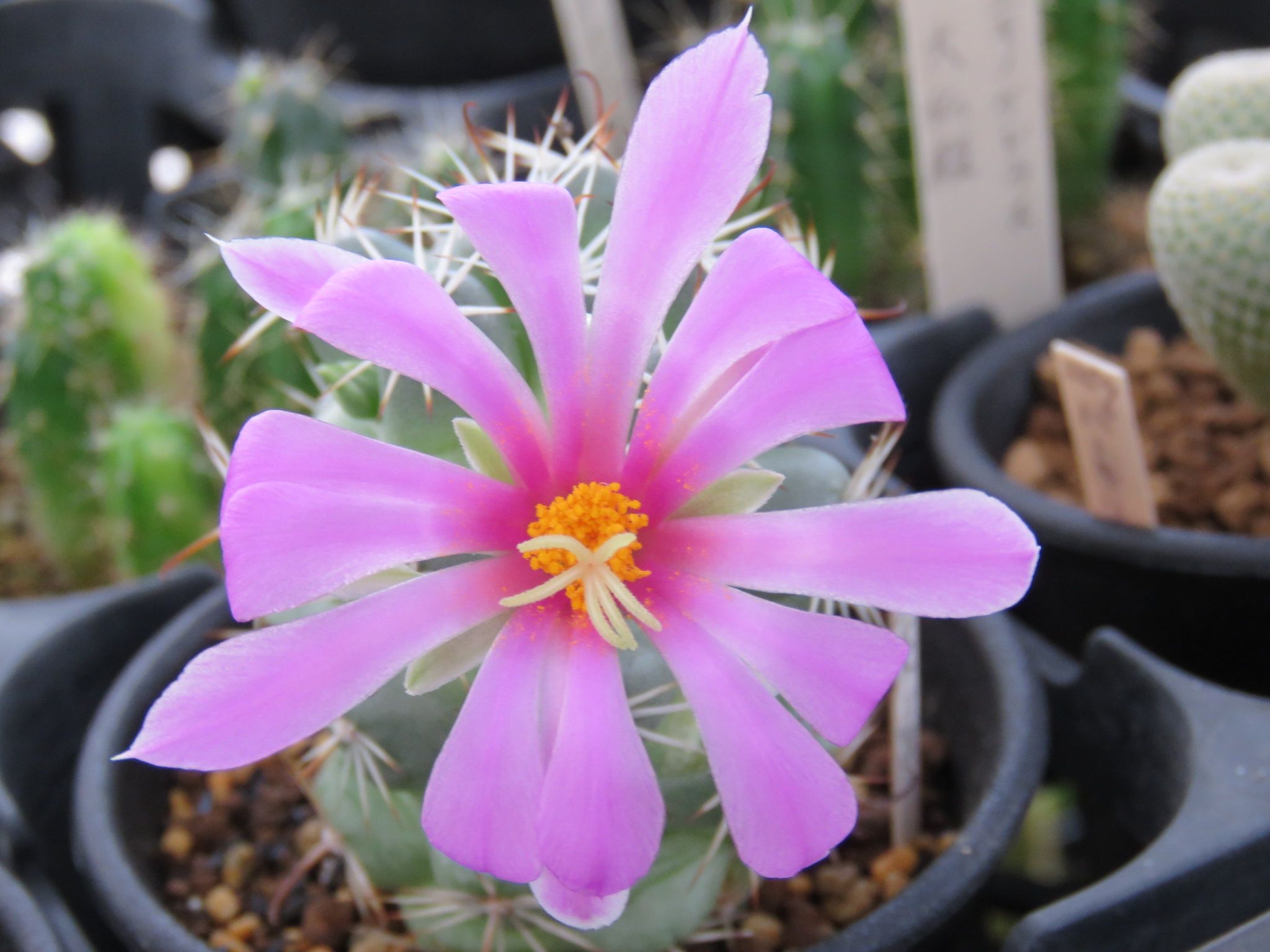 蓬莱宮さんの大きな花 びびるタニサボ達 楽天ブログ