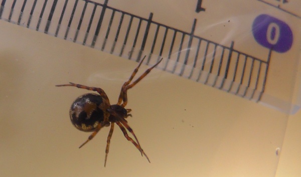 マダラヒメグモ,　 triangulate cobweb spider,　Triangulate Household Spider　, Steatoda triangulosa