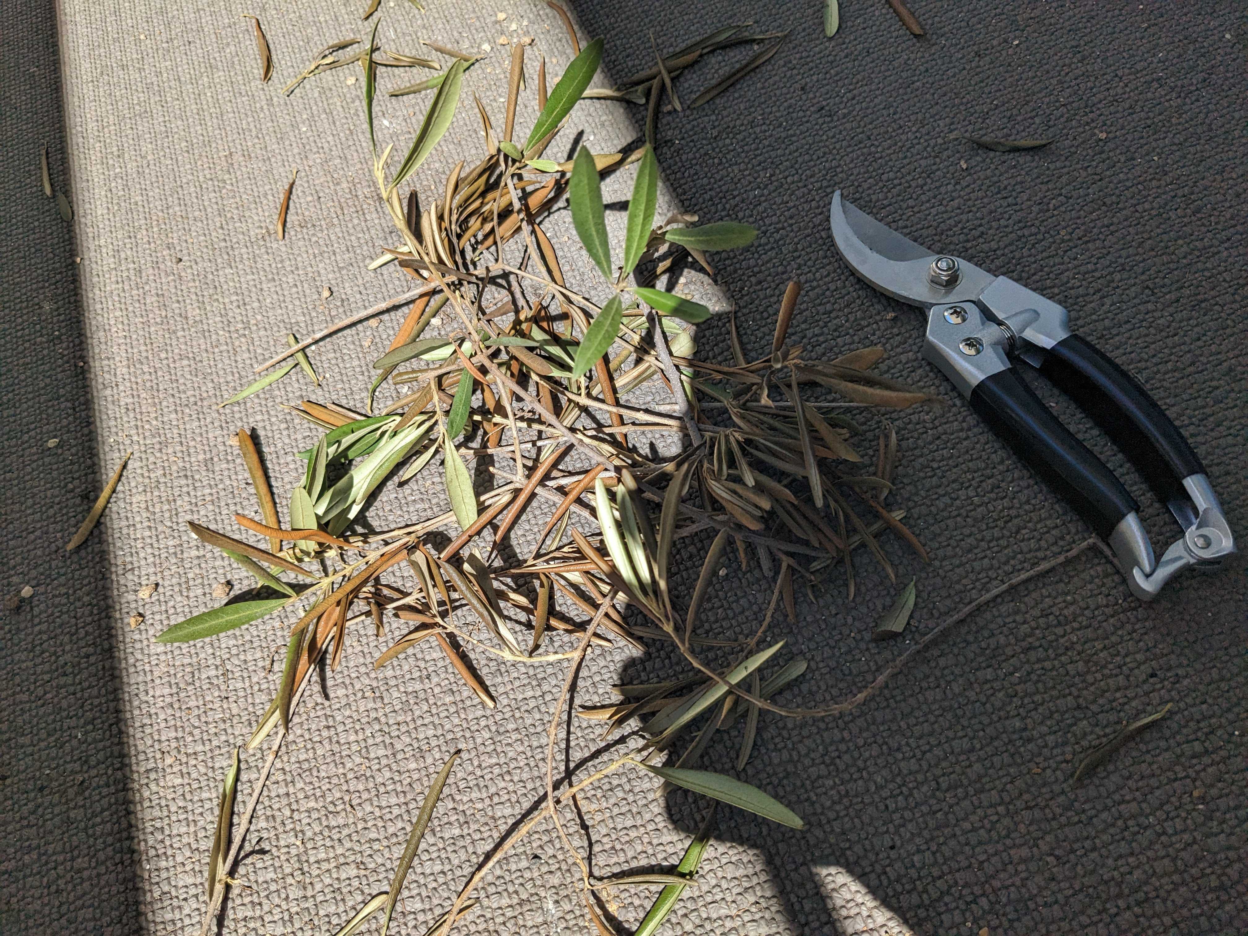 鉢植えオリーブの木　ついでに剪定