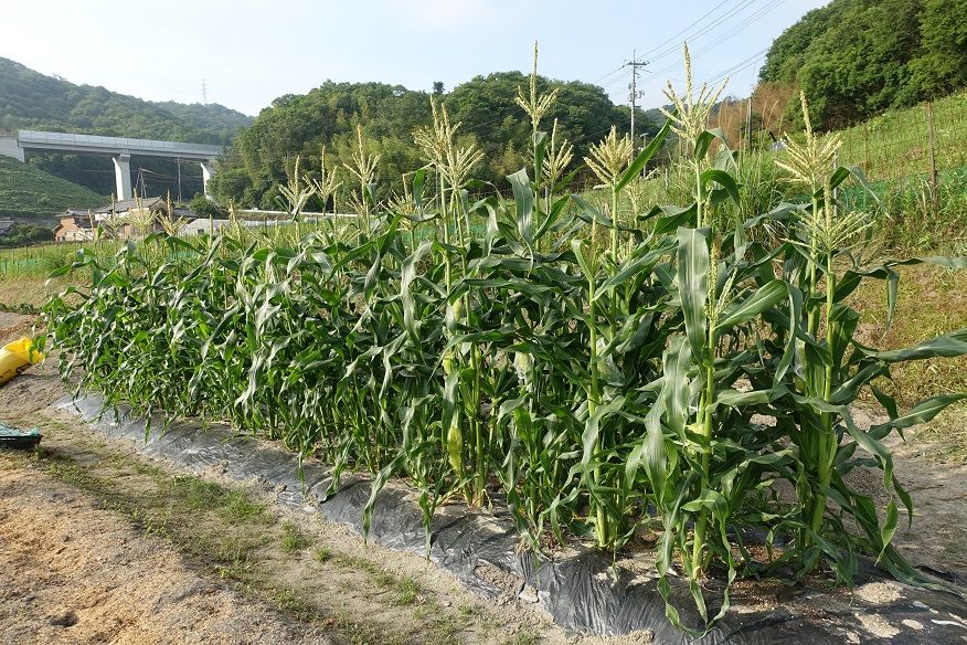 トウモロコシ おおもの栽培 バラと山野草 楽天ブログ