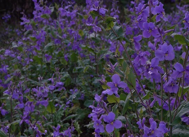 大根の花.jpg