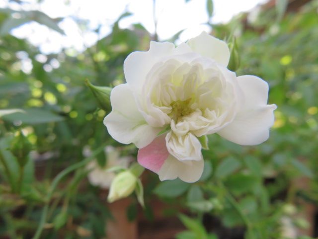 踏んだり蹴ったりの昨日と大忙しの雨上がりの庭とミニバラ ばぁばの薔薇の花園 楽天ブログ