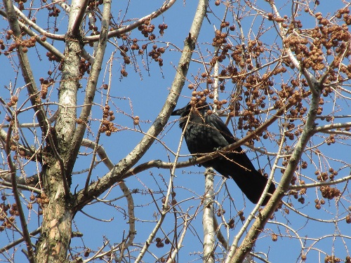 カラスなの