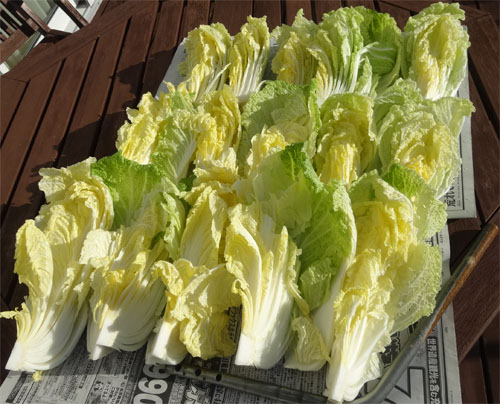 漬物白菜２.jpg
